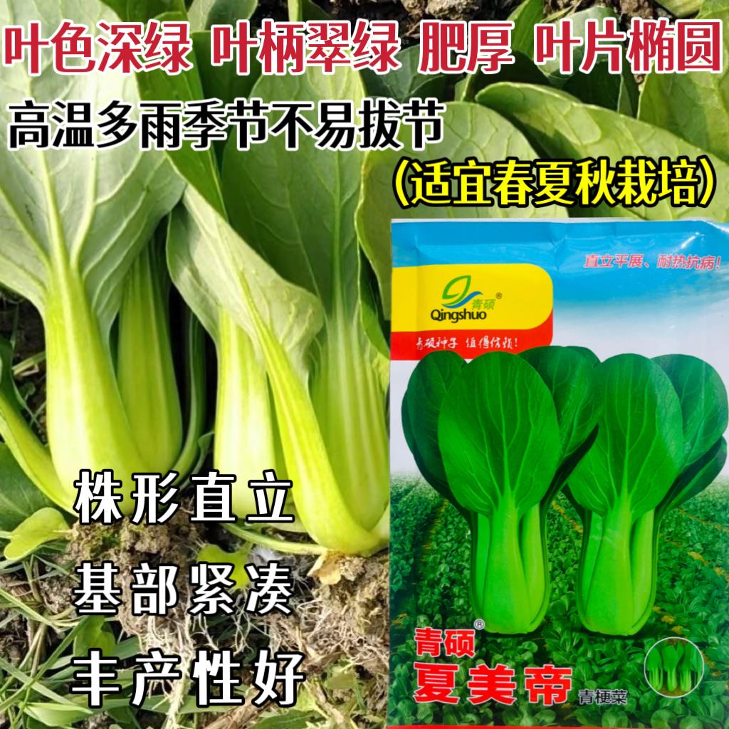 夏美帝青梗菜种子农家菜