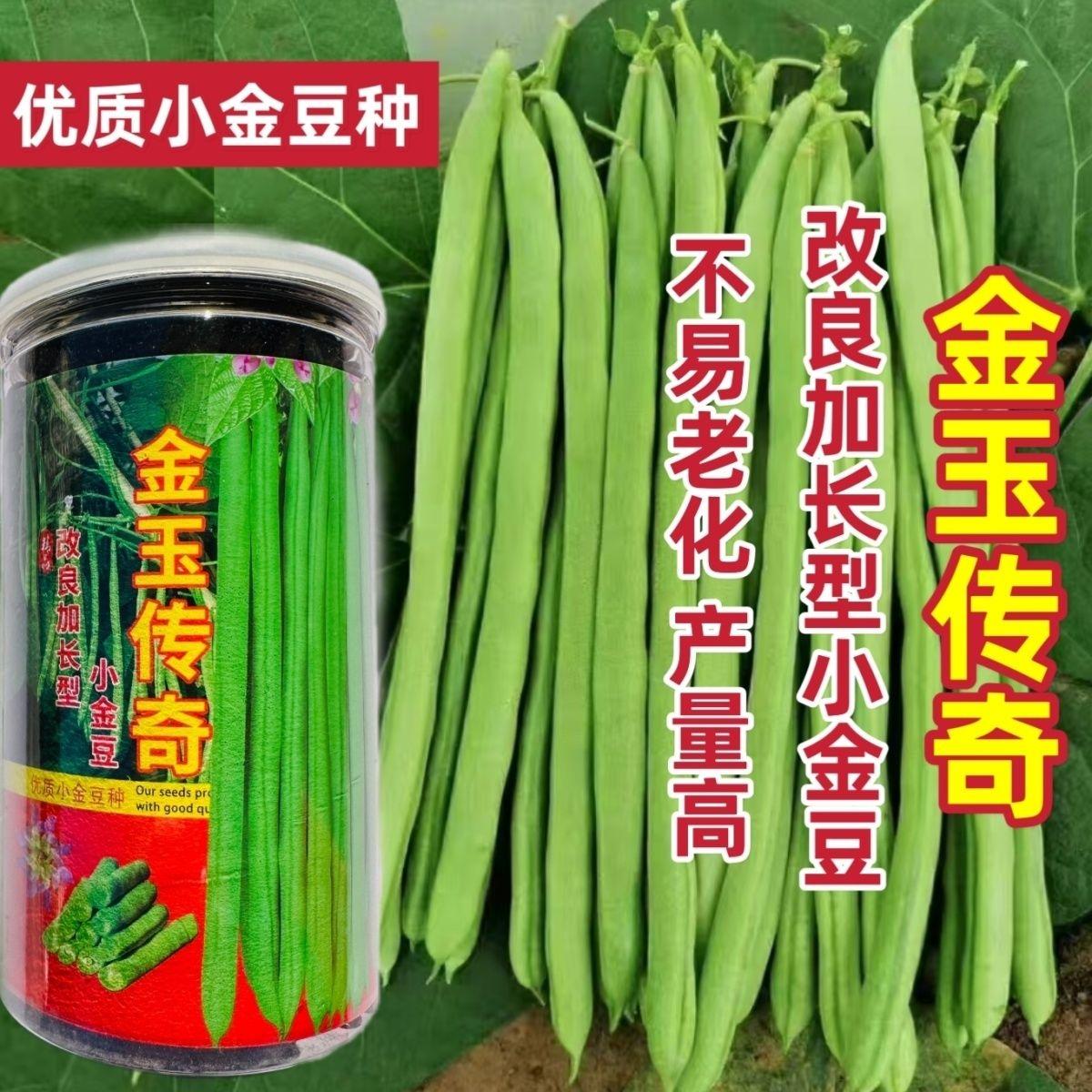 金玉传奇小金豆种子高产