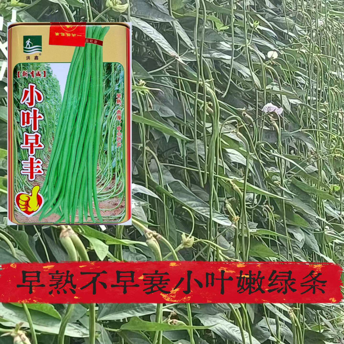 小叶早丰豇豆种子早熟蔓生中小叶片长豆角种籽嫩绿肉质厚春秋种植
