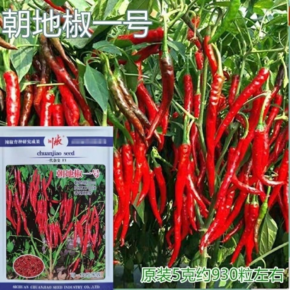 川椒朝地椒一号辣椒种子高产抗病