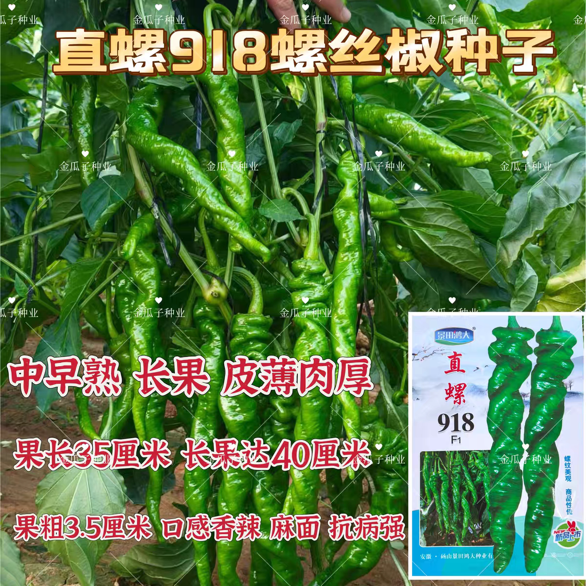 直螺918螺丝椒种子高抗寒抗病全螺皮薄味辣长果螺丝椒籽大田种子