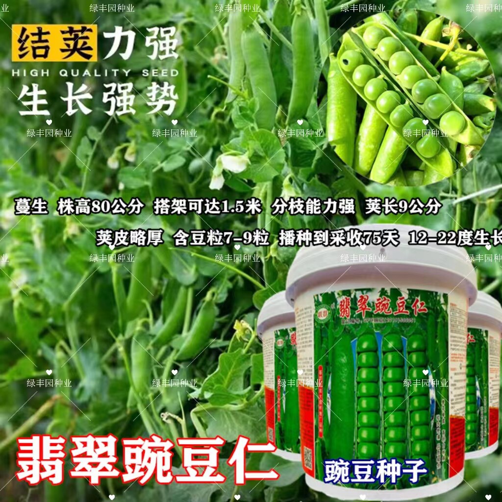 翡翠豌豆仁台湾长寿仁高产抗病