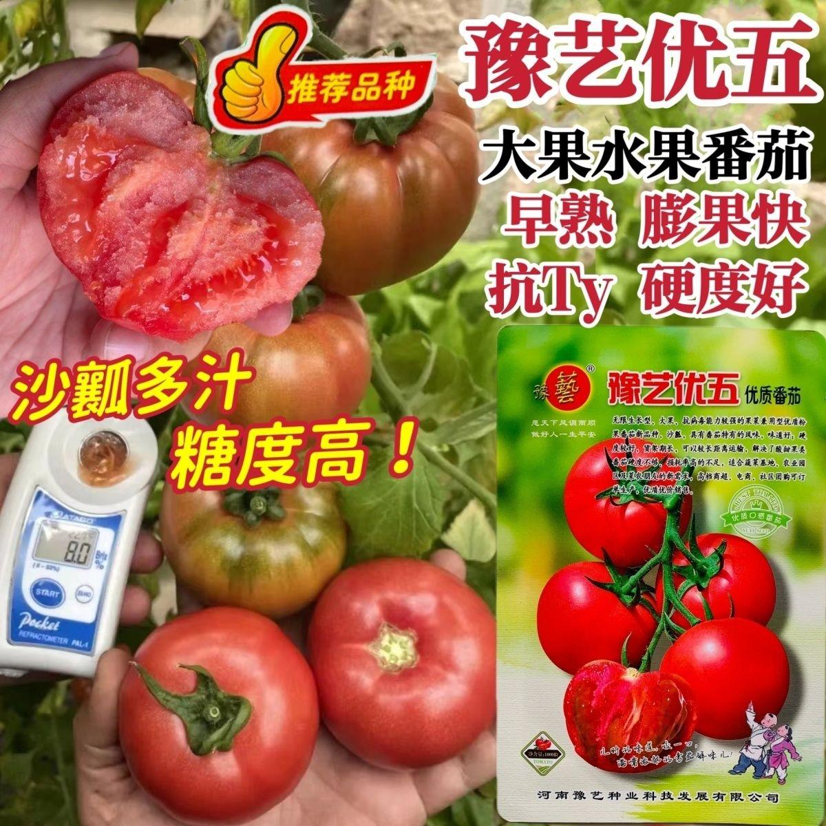 豫艺优五水果番茄种子好吃高糖柿子TY番茄粉果西红柿种子沙瓤多汁