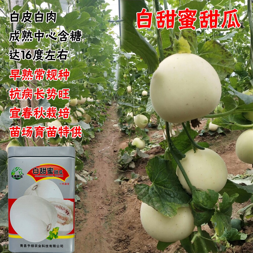 超甜白甜蜜甜瓜种籽春秋季高产薄皮特大白皮香瓜种子四季水果种孑