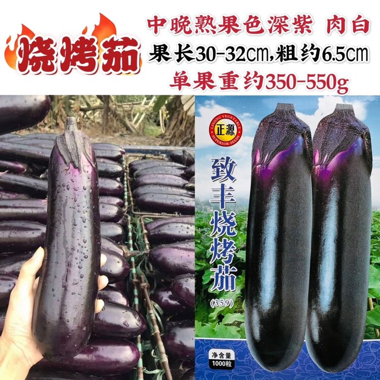 致丰烧烤茄种籽深紫长条粗棒形