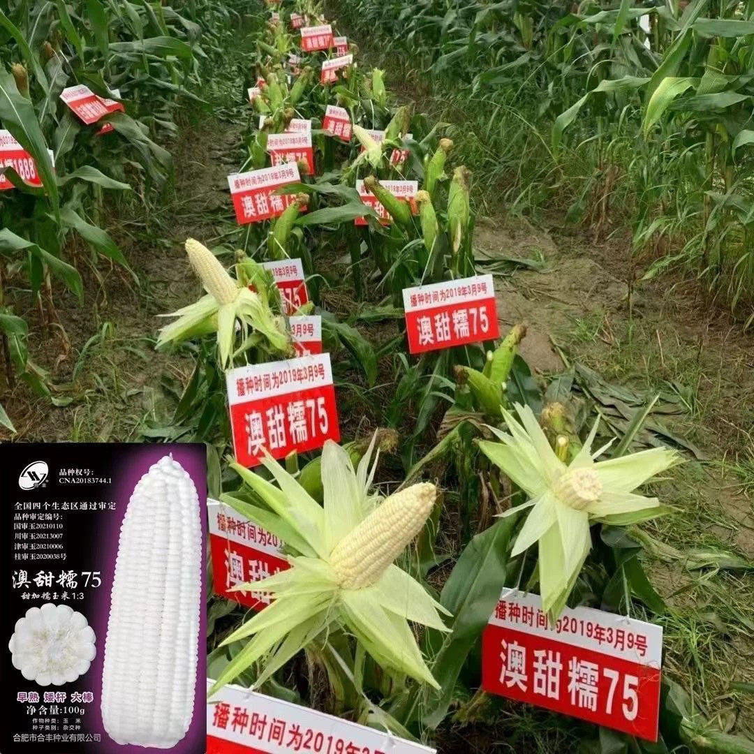 甜加糯玉米种子澳甜糯75特大棒口感好高产抗病农家春秋白糯玉米种