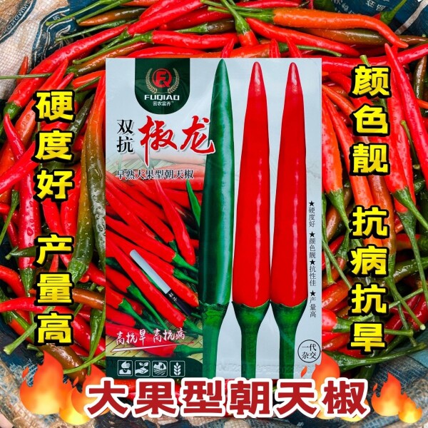云南热销泰国双抗椒龙朝天椒种子雷神升级特大号朝天辣椒种子抗病