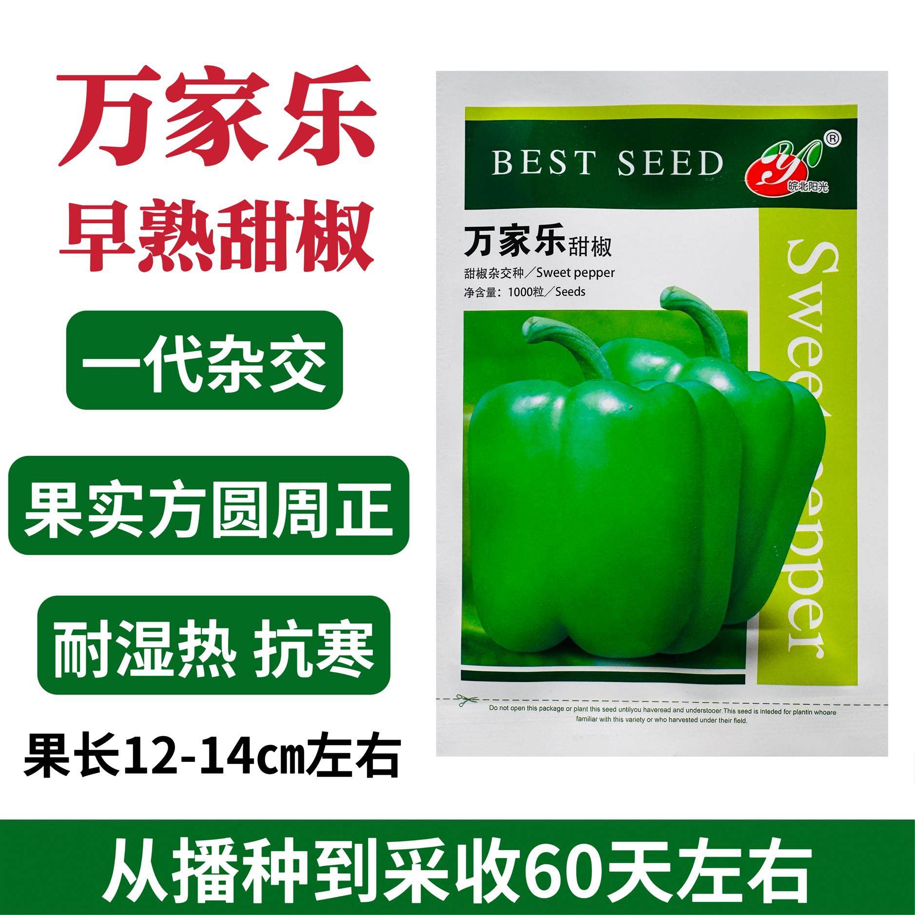 安徽万家乐甜椒种子早熟灯笼椒种子大青椒种籽肉厚抗病春秋方椒种