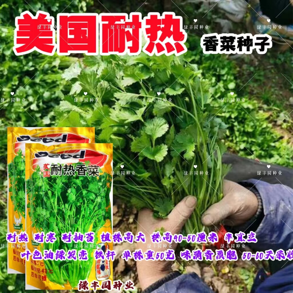 美国耐热香菜抗病高产适应广