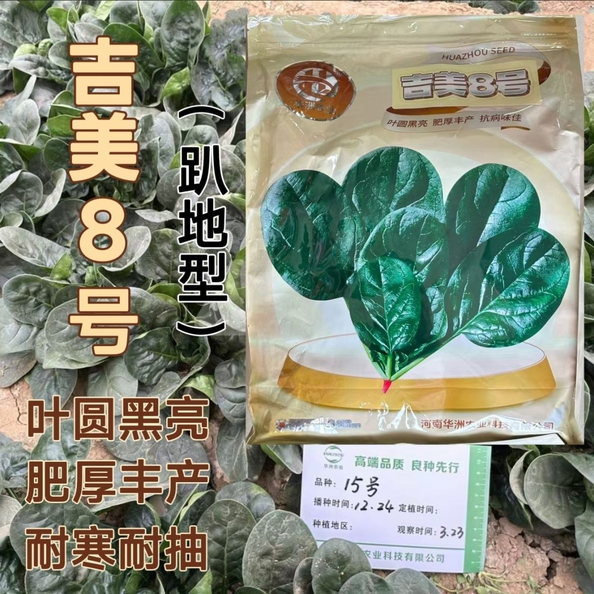 吉美8号趴地菠菜种子黑圆叶菠菜种籽生长速度快耐寒高产越冬菠菜