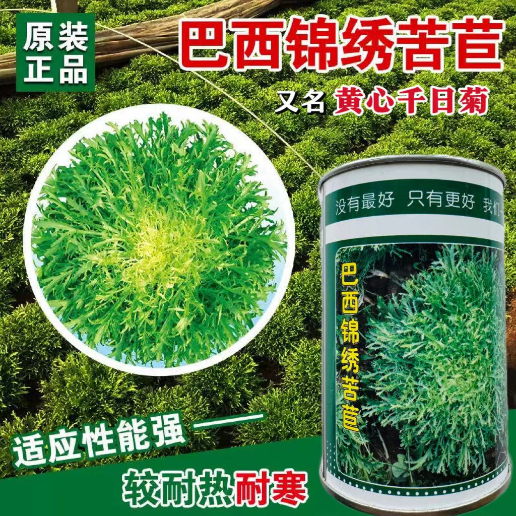 巴西锦绣苦菊种子绿细叶