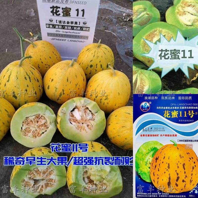 浪潮花蜜8号11号甜瓜种子超甜八里香甜瓜种子金黄豹点绿肉甜瓜种