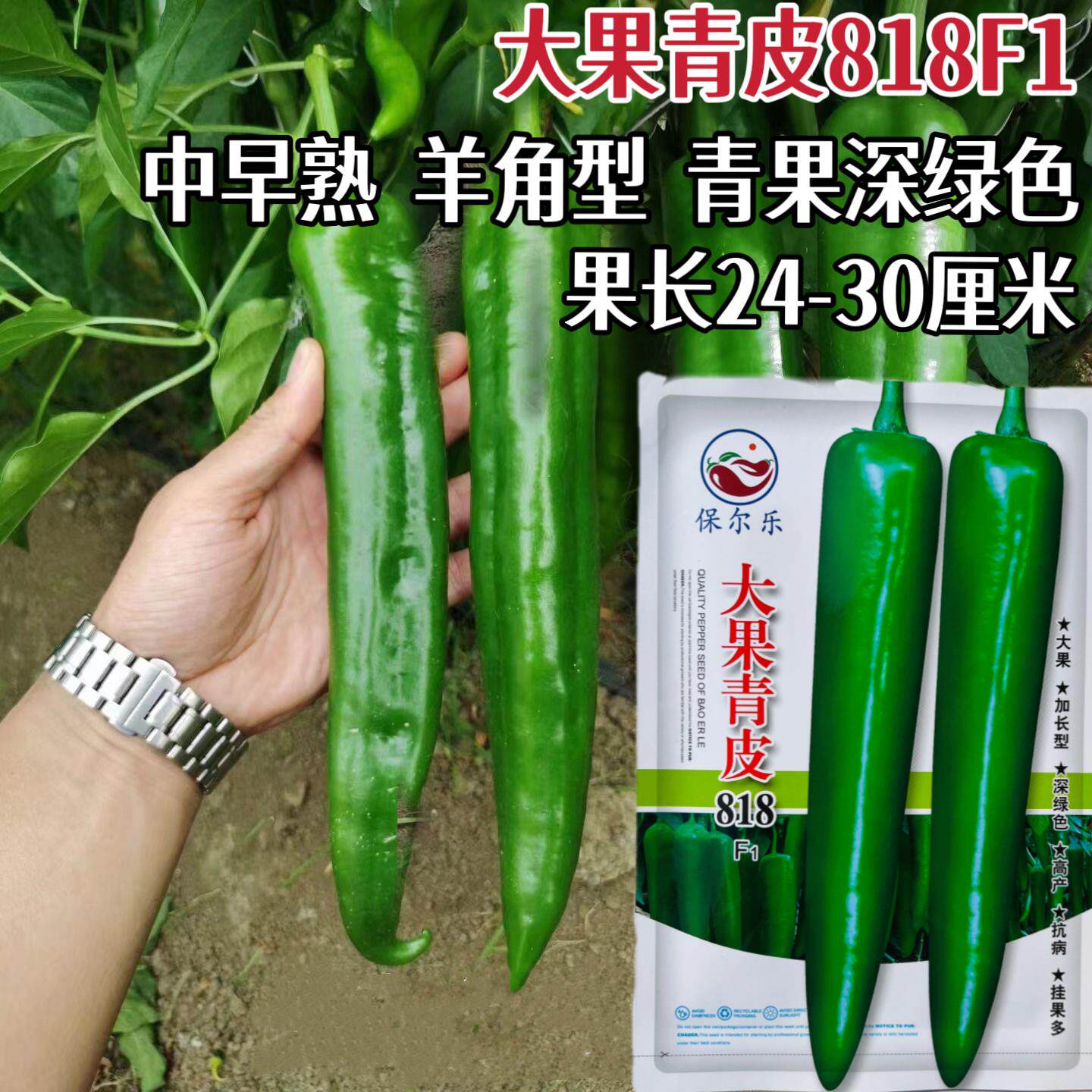 大果青皮辣椒种子羊角籽