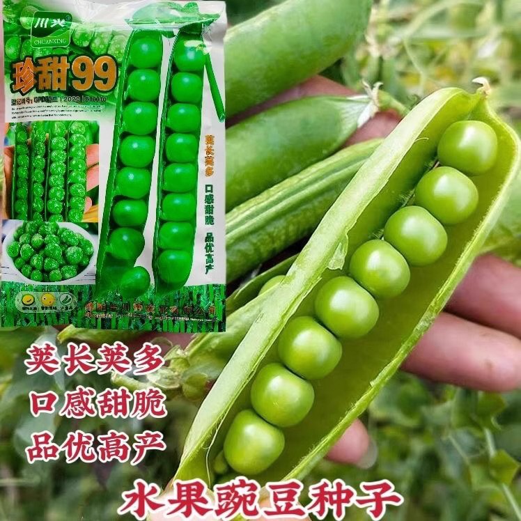 珍甜99水果豌豆种子甜脆荚长荚多豆荚大品质好豌豆仁种籽大田用种