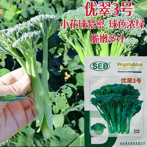 优翠3号美味西兰苔种子脆嫩多汁春秋季种菜籽耐寒耐热西兰苔种孑