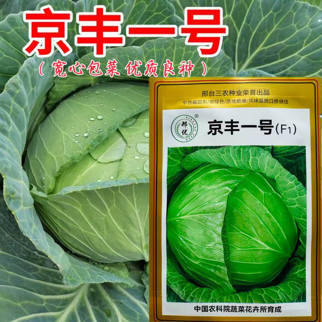 京丰一号种子大甘蓝种子莲花白种子包菜种子扁形包菜种子耐热耐寒