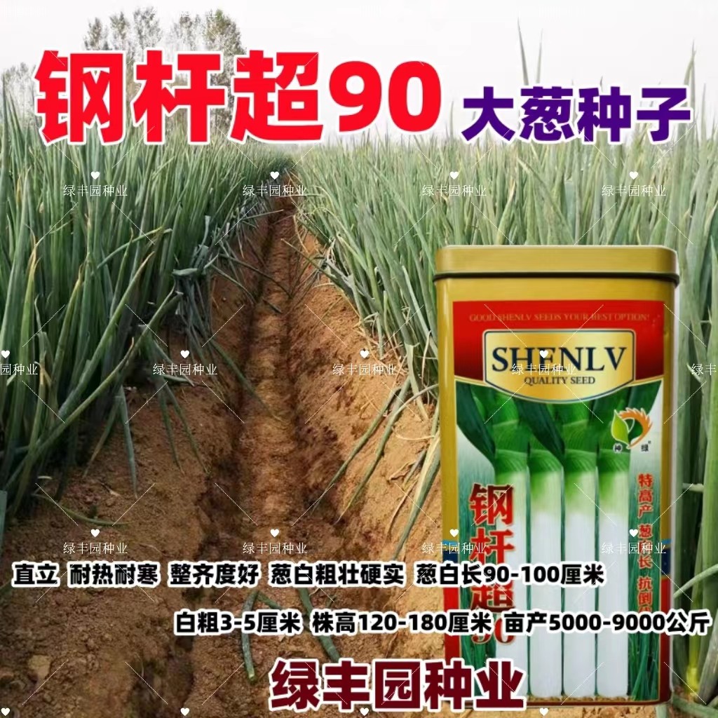铁杆超90大葱抗寒耐热抗倒高产