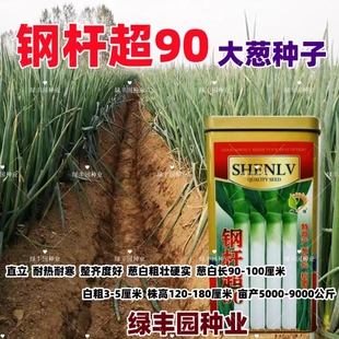铁杆超90大葱种子章丘大葱中华巨葱王香葱耐热抗寒春季秋冬季四季