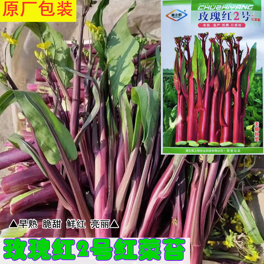 玫瑰红2号甜菜苔种子菜心