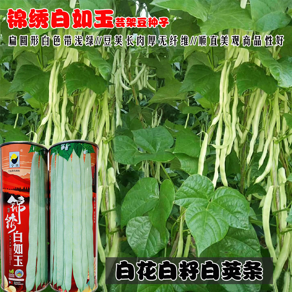 架豆种子锦绣白如玉早熟