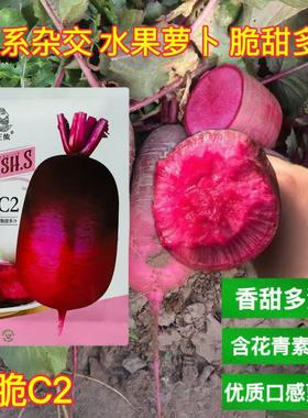 蜜脆c2三系杂交紫皮紫肉水果萝卜种子肉色红紫色酥脆香甜多汁
