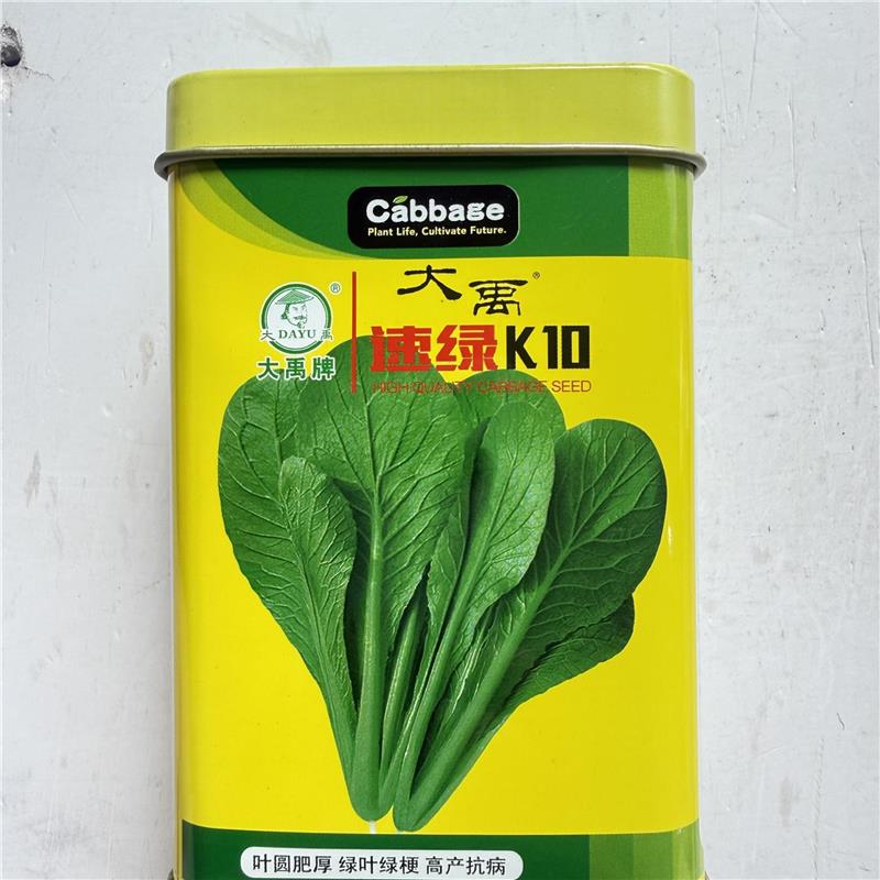 正品速绿K10青菜种子 耐热耐寒四季抗病强鸡毛菜籽速生小青菜种孑