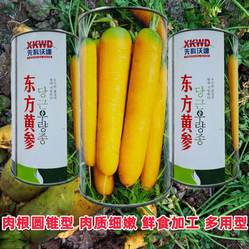 东方黄参黄胡萝卜种子高产四季水果胡萝卜种籽老品种蔬菜种孑正品