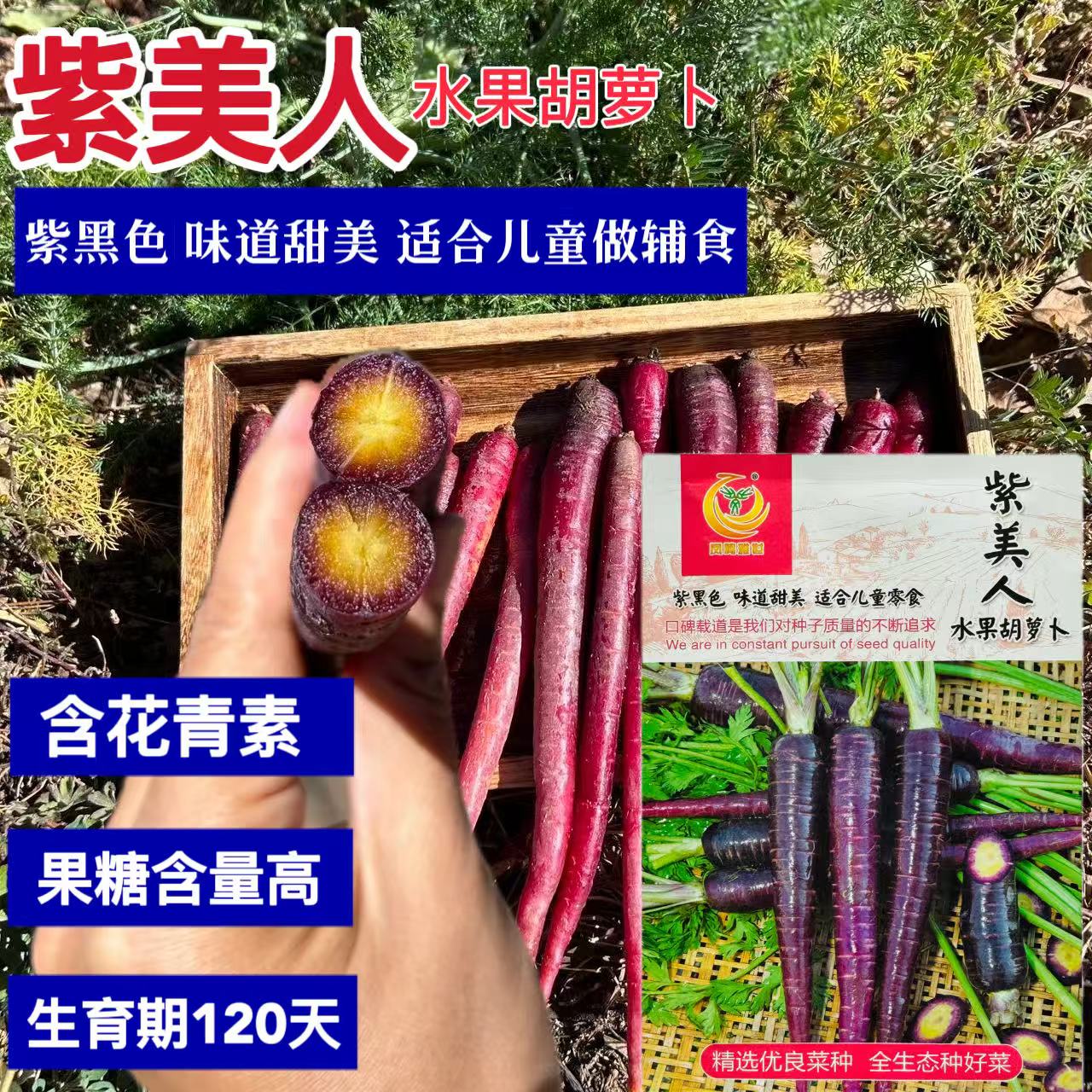 紫美人水果胡萝卜种子花