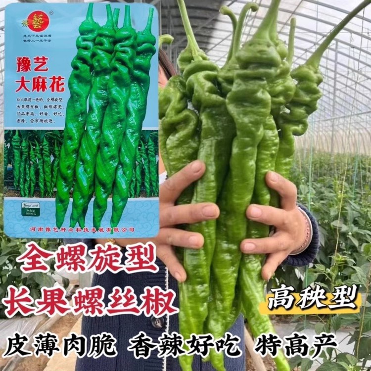 豫艺大麻花螺丝椒种子河南大果全螺旋型螺丝椒特大号薄皮辣椒种籽