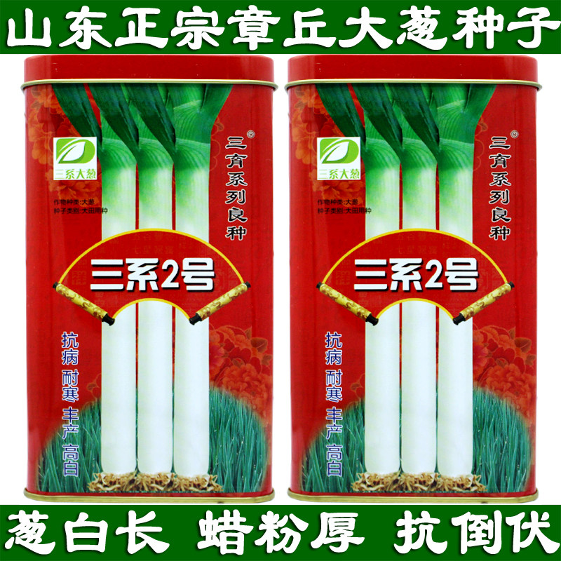 三系2号大葱种子抗病抗倒伏耐寒