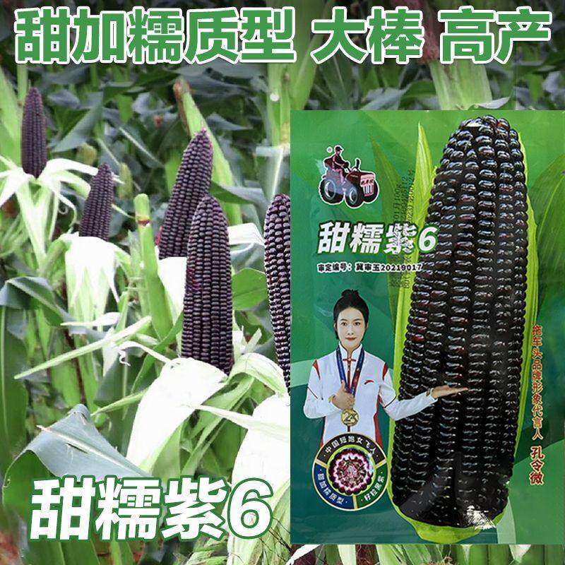 甜糯紫6黑甜糯玉米种子耐高温紫玉米种籽四季大田春夏蔬菜种子孑