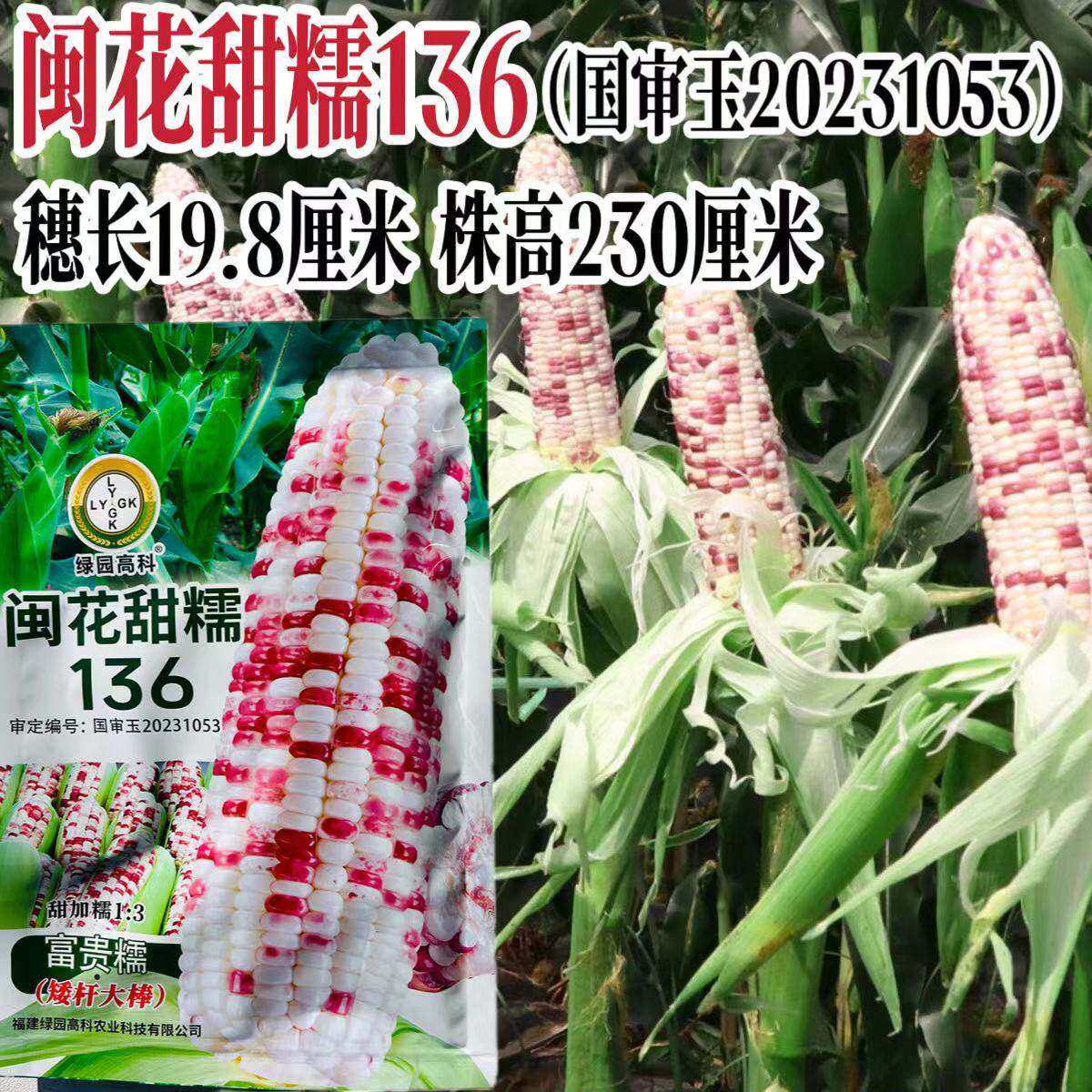闽花甜糯136 玉米种子彩甜糯1比3一代杂交矮杆大棒富贵糯玉米种子
