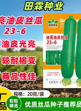 油亮油皮丝瓜种子一代杂交早熟白籽短棒绿皮油亮丝瓜种籽大田用种