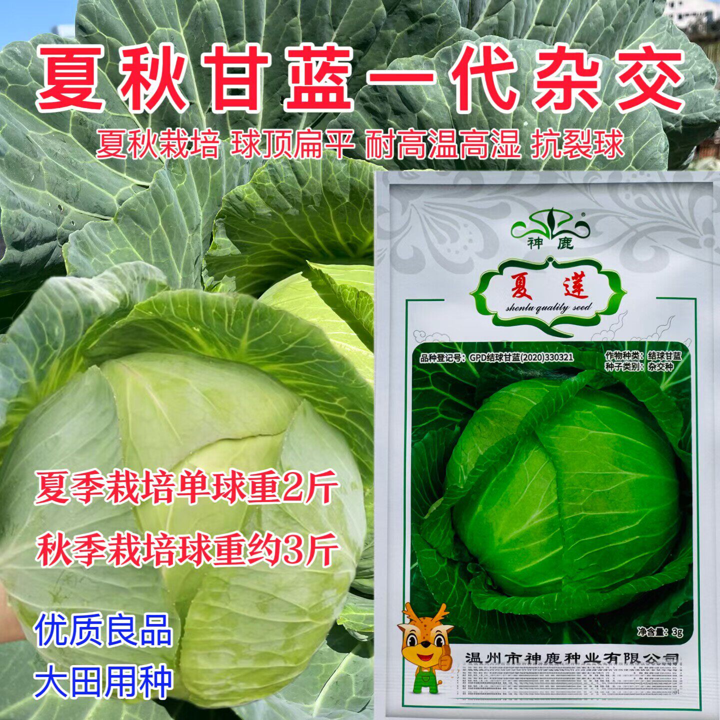 夏莲甘蓝种子扁圆形包菜耐热包心菜叶色卷心菜春夏秋专用品种