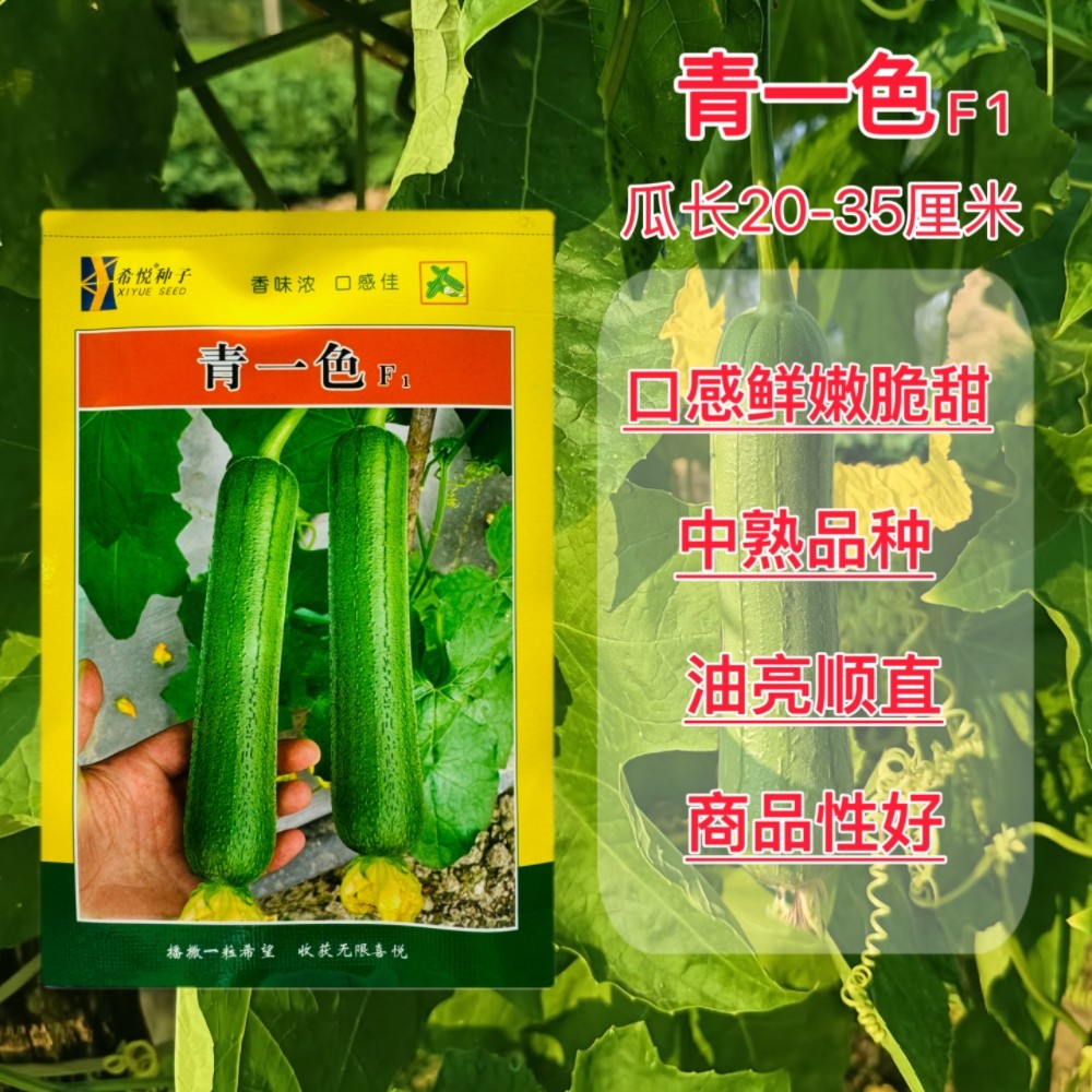 中熟青一色丝瓜种子农家