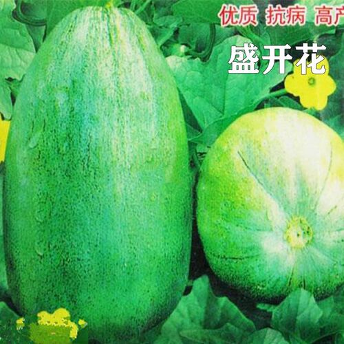 超甜香瓜种籽早熟高产盛开花甜瓜种子春秋四季水果蔬菜种孑大全