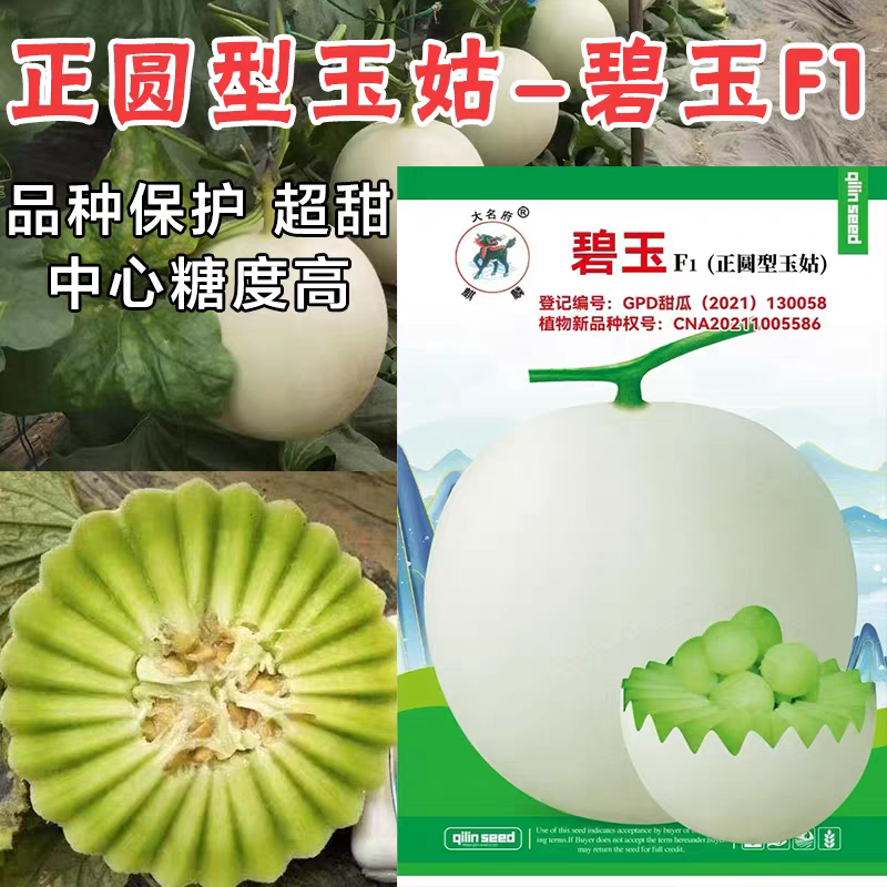 正圆形玉姑甜瓜种子碧玉玉菇白皮绿肉软糯香甜厚皮蜜瓜甜瓜种子籽