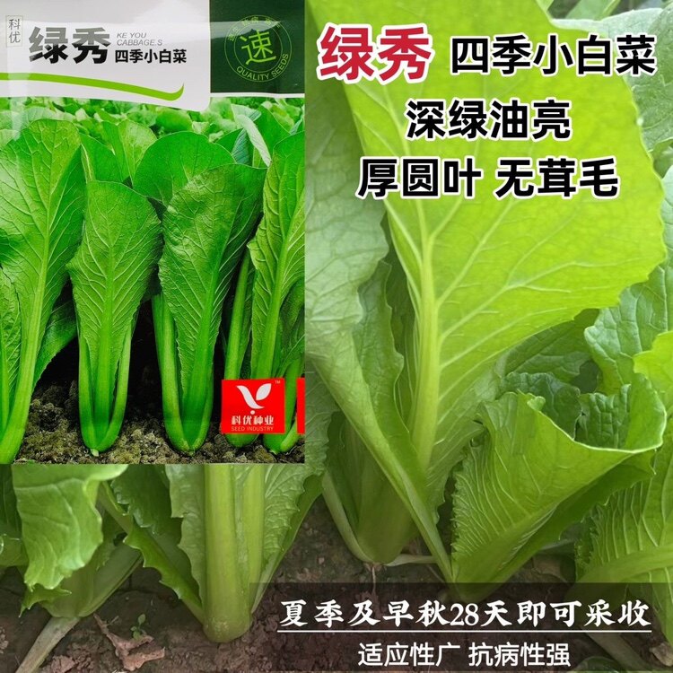 绿秀四季小白菜种子青梗速生小青菜种籽抗病高产全国各地四季可播