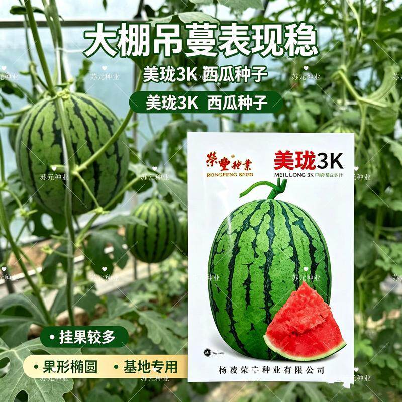 美珑3K早熟高端礼品西瓜种子含糖量高皮薄耐裂抗病高产耐低温正宗