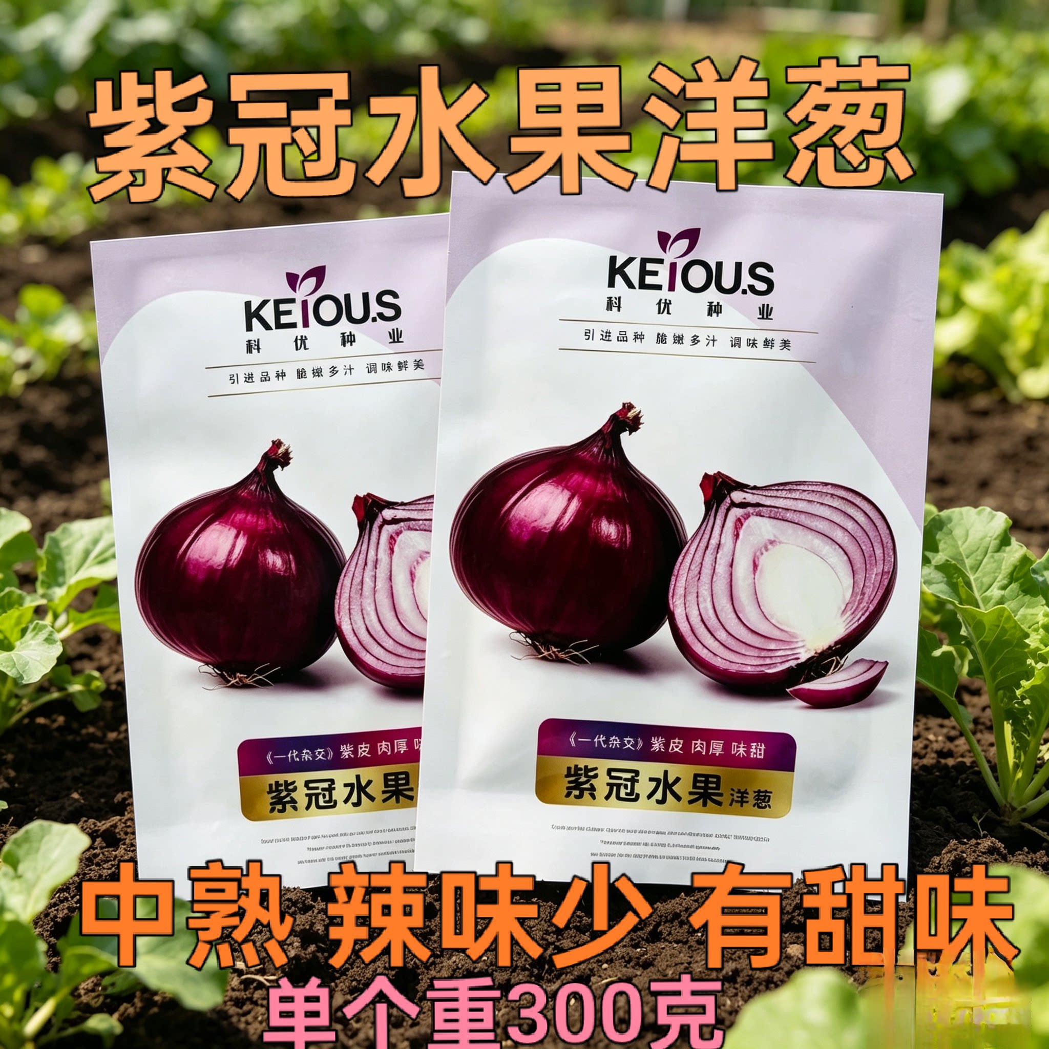 紫冠水果洋葱种子 好吃味甜厚肉水果洋葱中熟深紫色耐抽苔耐储运