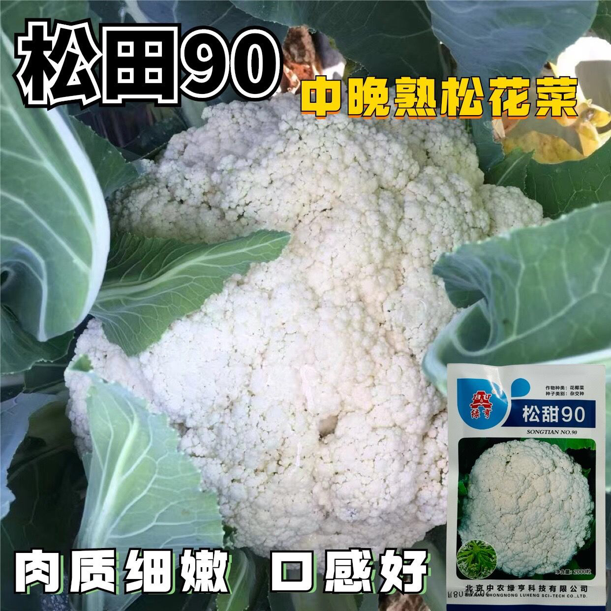 绿亨松甜90中晚熟松花菜图片