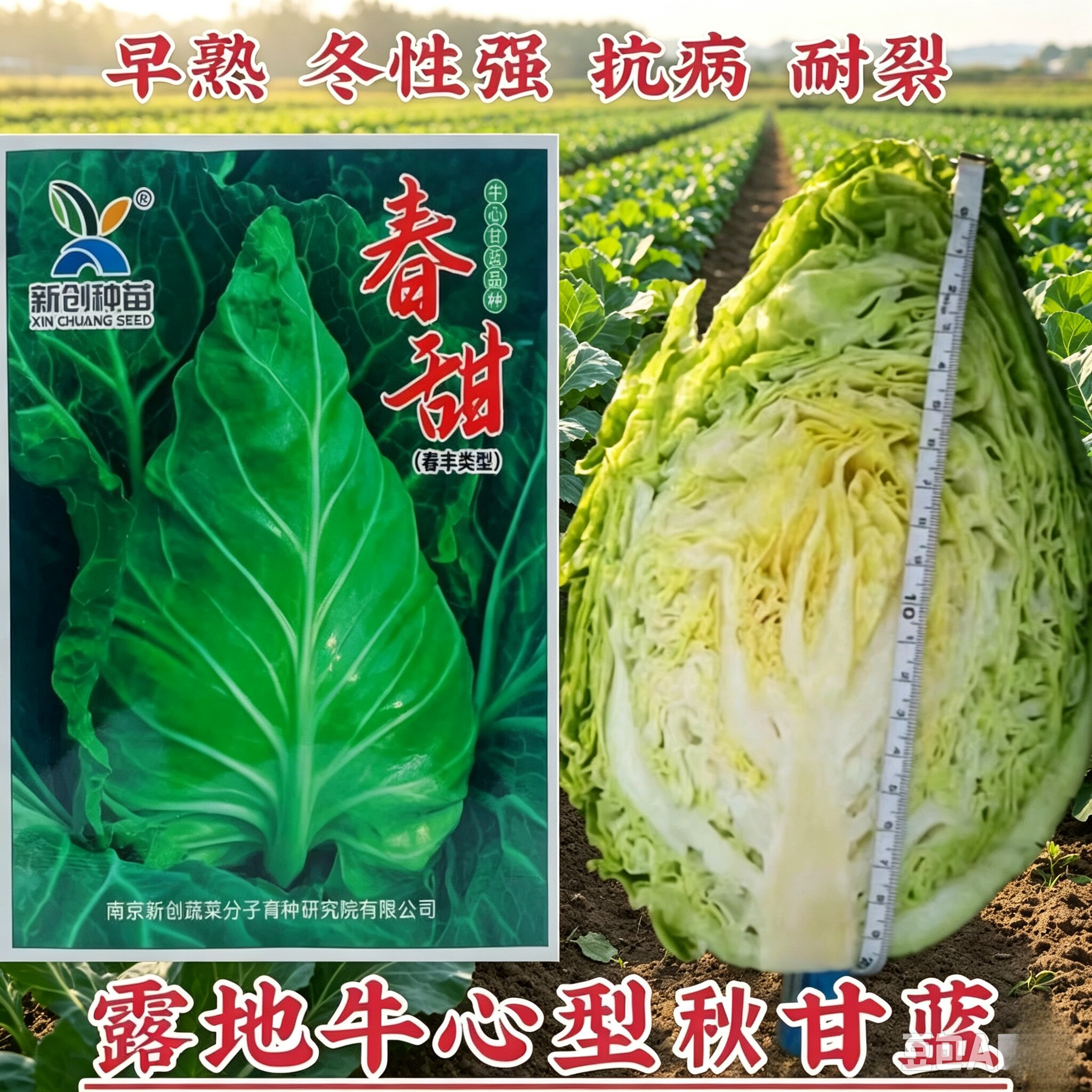 南京新创 春甜牛心甘蓝种子早熟耐寒正品一代杂交春丰甘蓝种子
