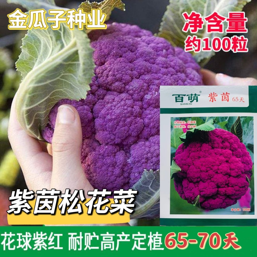 百萌紫茵65天紫花菜种子