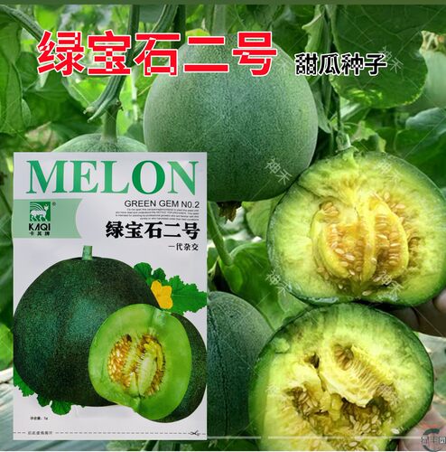 绿宝石二号甜瓜超甜高产香瓜四季