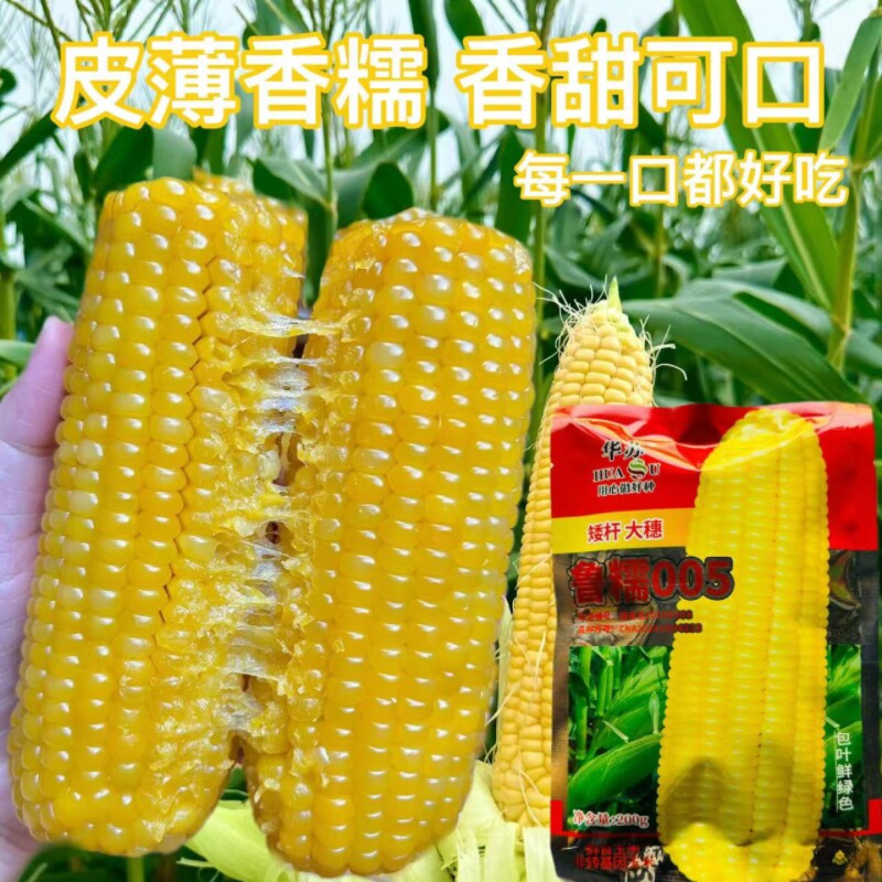 鲁糯005玉米种子 国审大棒黄粘软糯甜高产大田基地黄糯苞米玉米籽