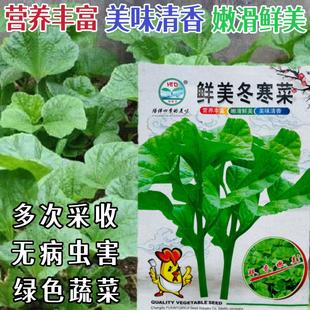 冬寒菜种子鲜美东汉菜汗菜种冬苋菜种籽秋冬季农家田园蔬菜种