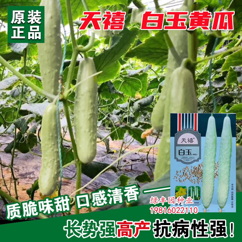 天禧白玉水果黄瓜种子白皮黄瓜种籽春季夏秋冬季青蔬菜菜种孑阳台