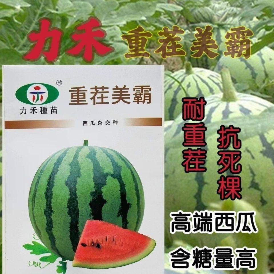 力禾重茬美霸西瓜种子抗重茬抗死棵西瓜种籽耐裂超甜脆爽皮薄多汁