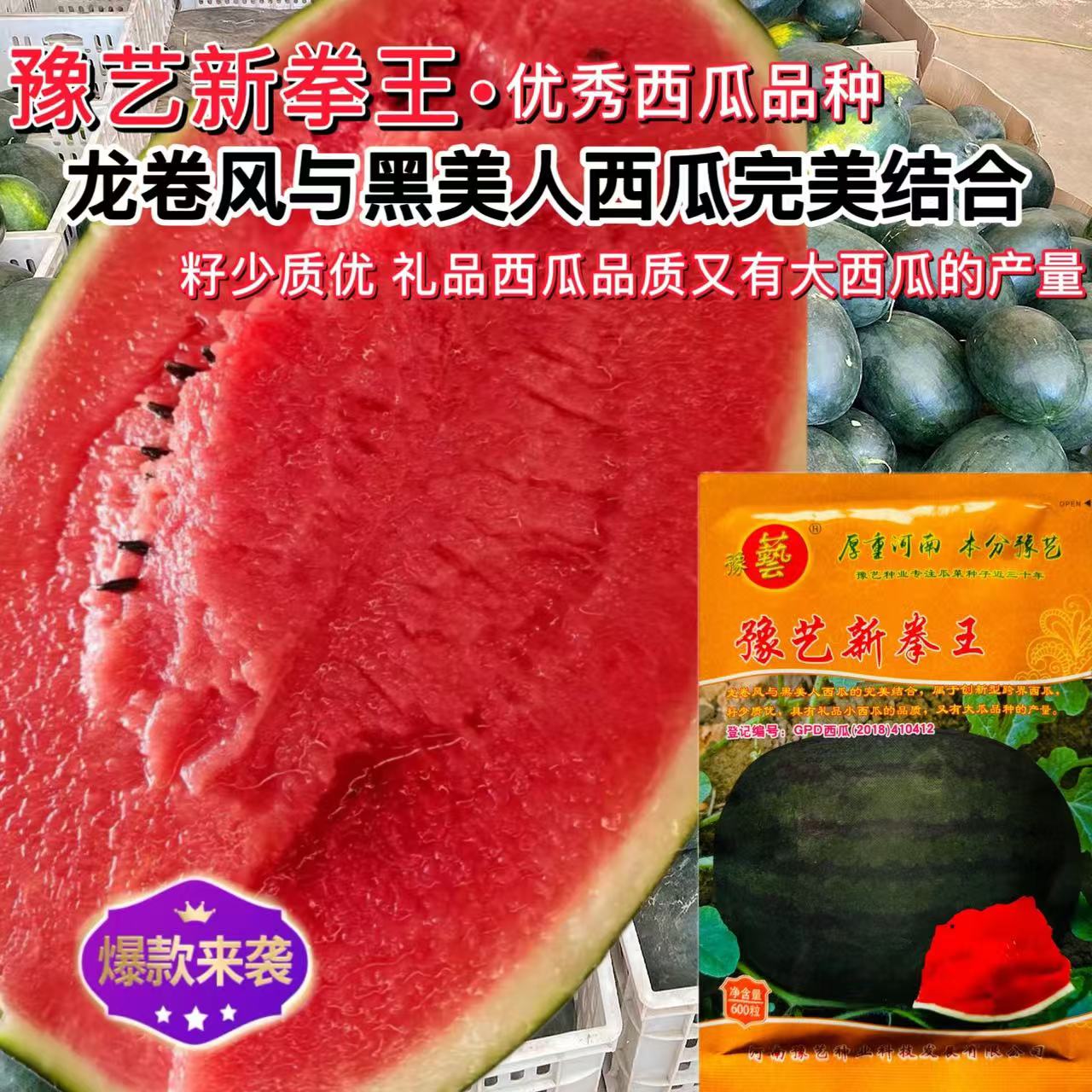 豫艺新拳王西瓜种子龙卷