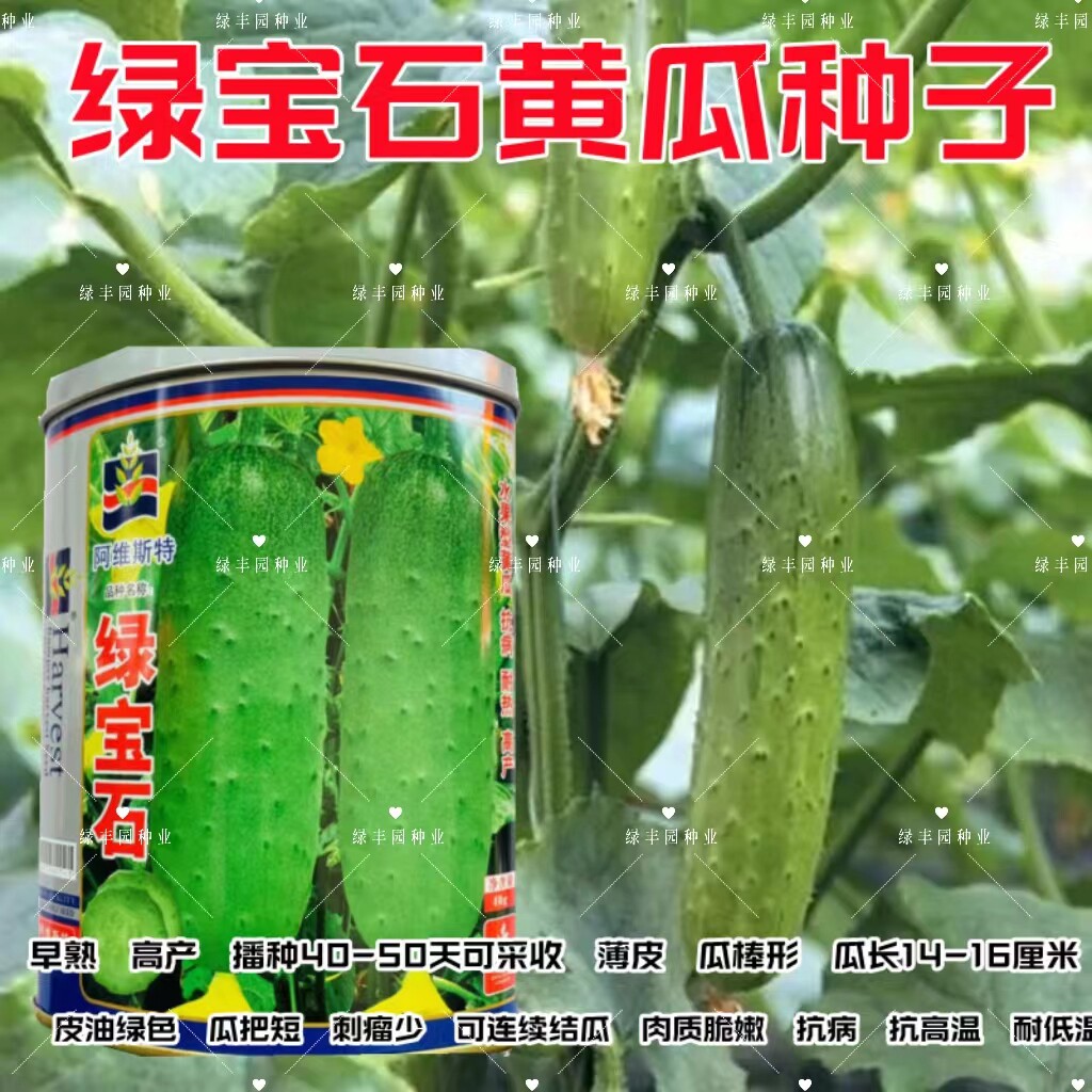 绿宝石水果黄瓜好吃早熟高产抗病